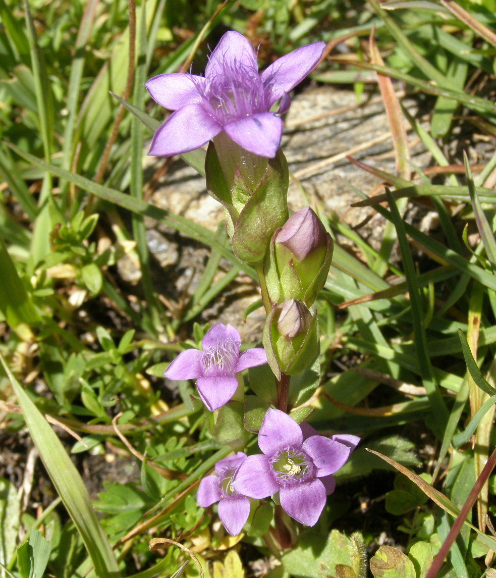 Gentiana ramosa?